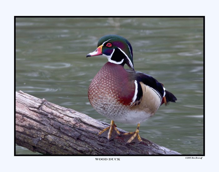 7886 wood duck drake.jpg